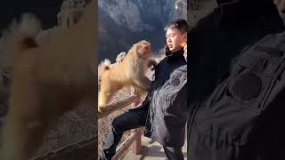 Man and animal live in harmony monkey becomes a spirit Wulongkou Scenic Area please do not imitat [upl. by Eihctir]