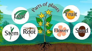 Parts of the plantkids science video kids educational videos [upl. by Rogozen]