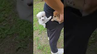 Dogs pants pocket dogs ytvideo tranding feed dipawalicelebration pets tranding ytshorts [upl. by Sumaes]