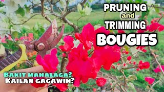 BOUGAINVILLEA CARE  PRUNING AND TRIMMING [upl. by Haggai]