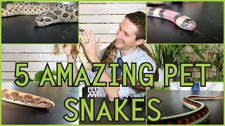 Five of the Best Pet Snakes You Could Possibly Get [upl. by Doggett]