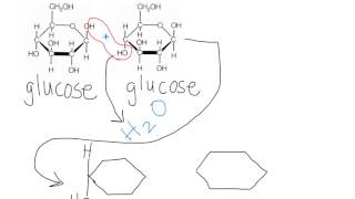 Maltose Dehydration Synthesis [upl. by Soracco]