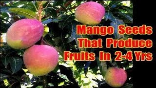 Polyembryonic Mango Seeds List Of Mango Seeds That Grow Mangoes on 2 to 4 Years [upl. by Ailimat]