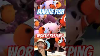 Marine fish worth keeping aquarium fishinglife [upl. by Ynattyrb]