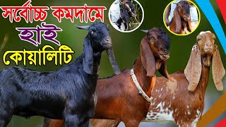 সাশ্রয় মুল্যে পাচ্ছেন সুপার টপ কোয়ালিটি অরিজিনাল সহ বিভিন্ন জাতের ছোট বড় ছাগল  Goat Farming [upl. by Melanie]