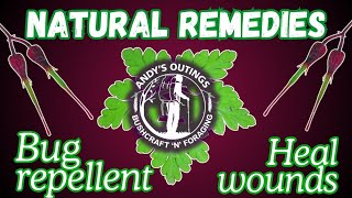 Natural remedies  Herb Robert  Bug repellent  healing wounds and also food [upl. by Eisseb]