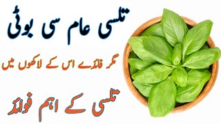 Tulsi Ke FaydeTulsi Ke FawaidTulsi Ke Patte Ke FaydeBenefits Of Basil [upl. by Conny]