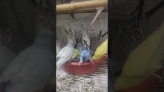 Burgergar bird 🐦 viralvideo birds [upl. by Luhe]