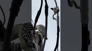 Red Belly Woodpecker [upl. by Burkhard]