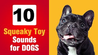 Squeaky toy sounds DOGS go CRAZY  Try it now [upl. by Jacinthe]