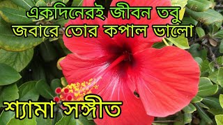 একদিনেরই জীবন তবু জবা রে তোর কপাল ভালোAkdiner e jibon tobu joba ra tor kopal valo [upl. by Pansir351]