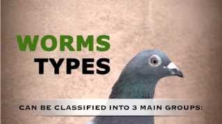 Chap 7  How to keep our pigeons free of parasites Worms Mercasystemscom [upl. by Nytsirhc965]