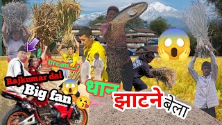 धान झाटने बेला यस्तो भयो 😱🤣Pyuthan dhan katiyo💪 [upl. by Laural]