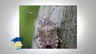 Ask the Pest Professor Stink Bugs [upl. by Naugan]