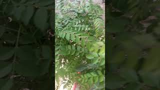 Curry leaves benefits leaves curry health benefits youtubeshorts [upl. by Fortin368]