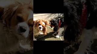 😂🥰Let me BRUSH Your HAIR Cavalier King Charles Spaniel funnydogs cavalierkingcharles [upl. by Ingaborg]