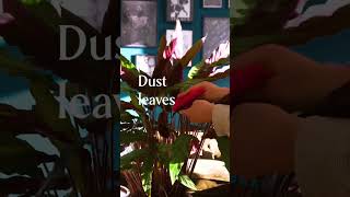 How to care for calathea rufibarba houseplants plantlover calathea interiordecor [upl. by Assenaj299]