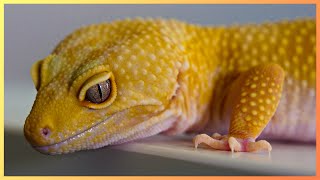 Why Leopard Geckos are the Only Worthy Pet Reptile [upl. by Parke]