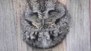 Eastern Screech Owl [upl. by Lynelle]