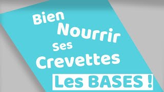 Comment nourrir ses crevettes en aquarium [upl. by Baruch]