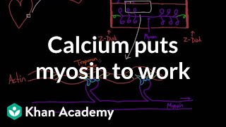 Calcium puts myosin to work  Circulatory system physiology  NCLEXRN  Khan Academy [upl. by Mckenna508]