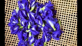 Butterfly pea Dryer [upl. by Henrie515]