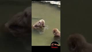 MONOS DE NIEVE – Macaco Japones en aguas termales [upl. by Akiehs428]