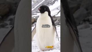 Meet the Cutest Adélie Penguin Ever cute animals pets funny [upl. by Armilda855]