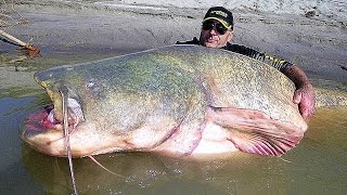 11 BIGGEST Fish Ever Caught [upl. by Aristotle]