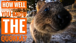 Quokka  Description Characteristics and Facts [upl. by Merril]