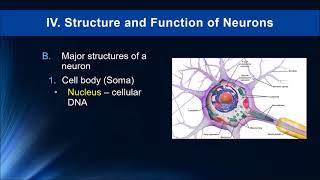 Lecture 5  Structure and Functions of Neurons 2019 [upl. by Euk918]