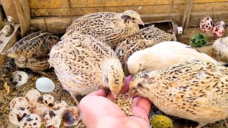 Home Quail Breeding  Quail laying Eggs  quail Farming [upl. by Faustena480]