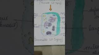 Cell injury reversible and irreversible pathology [upl. by Atineb]