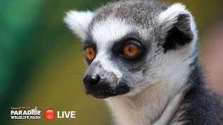 🔴 LIVE at the ZOO RingTailed Lemurs [upl. by Heida]