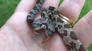 Louisiana Mom of 3 Adopts Rare 2Headed Snake She Calls The Twins [upl. by Evy314]