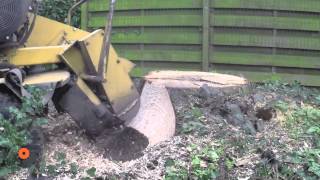 Stobbenfrees stronkenfrees slow motion video boomstronkfrees wortelfrees stump grinder Vermeer [upl. by Hyams567]