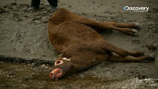 The Unexplained Files  Cattle Mutilation [upl. by Hum]