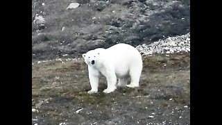 Arctic Cruise Svalbards Fauna and Flora [upl. by Aisiat]