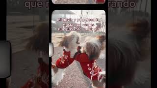 Beyonce new Texas country song everybody has a beat for it even the dogs [upl. by Felita]