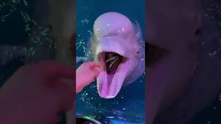 Beluga Whales Eating Ice Explained [upl. by Longerich974]