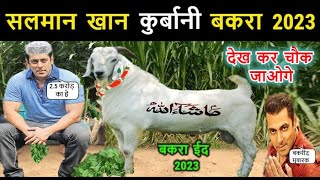 Salman Khan Qurbani Bakra 2023 🐐 कीमत और वजन सुनकर हैरान रह जाओगे 🤷🏻‍♀️ Star Guru [upl. by Engracia]