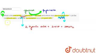 What is the end product of glycolysis in aerobes and where does this process occur  List the co [upl. by Elsie]