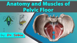 Anatomy and Muscles of Pelvic Floor  DrSobia [upl. by Livy257]