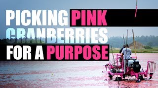 Ocean Spray PINK  Picking Pink Cranberries for a Purpose [upl. by Reham46]