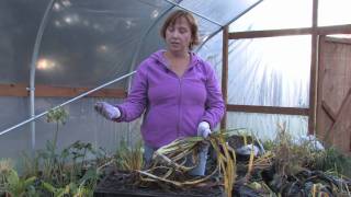 Plant Care amp Gardening  How to Prune Daylilies [upl. by Wilda523]