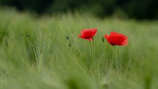 In Flanders Fields A Poem By John Mccrae [upl. by Prisca67]