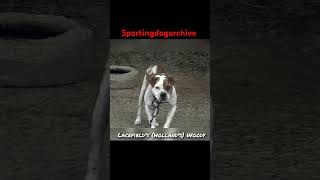 Dog of note Hollands Lacefields Woody sportingdogs dogtalk apbthistory gamedog apbt [upl. by Esdras592]