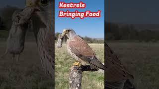 Kestrels Bringing Food kestrel falcon peregrinefalcon eagle [upl. by Grounds914]