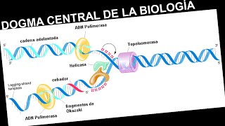 Dogma central de la Biología y el Código genético  Biología  Semana 3 [upl. by Yttik963]