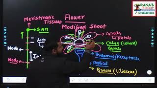 CLASS 11CHAPTER 5  MORPHOLOGY OF FLOWERING PLANTS FLOWER  INFLORESCENCETYPES RACEMOSE CYMOSE [upl. by Rehtul]